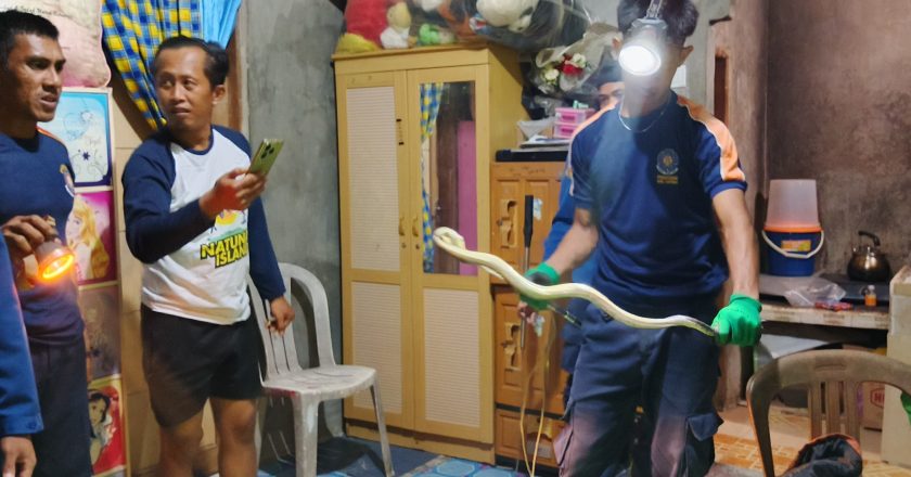 EVAKUASI ULAR DIRUMAH WARGA BATU HITAM