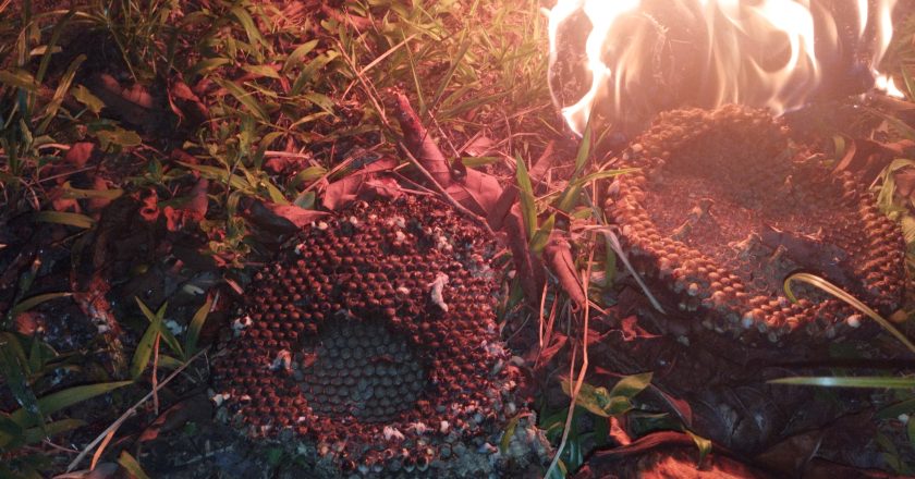 EVAKUASI SARANG TAWON DI AIR LAKON