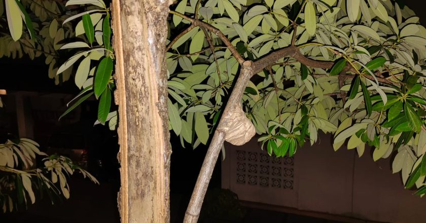 EVAKUASI SARANG TAWON DI JELITA SEJUBA