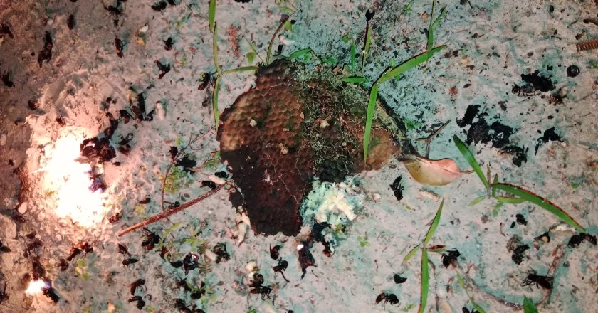 EVAKUASI SARANG TAWON DI PENGADAH NATUNA