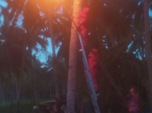 EVAKUASI SARANG TAWON DI TAJUNG NATUNA