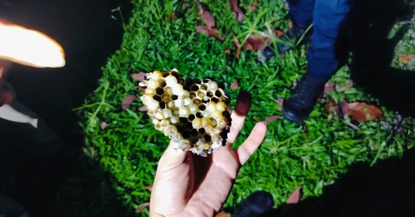 EVAKUASI SARANG TAWON DI BATU HITAM NATUNA