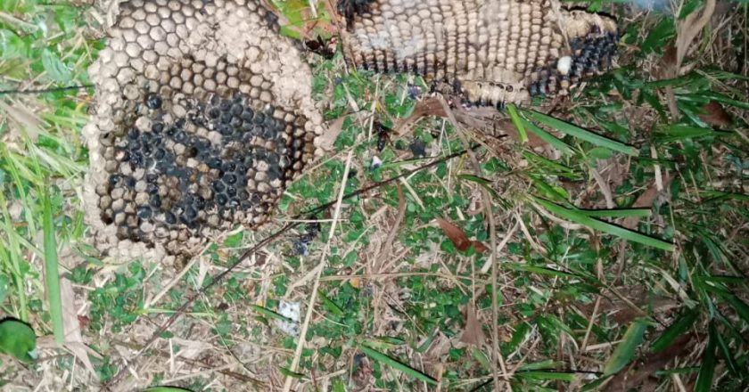 EVAKUASI SARANG TAWON DI RANAI DARAT NATUNA