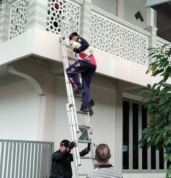 EVAKUASI KUCING DI DAK RUKO SEPEMPANG NATUNA