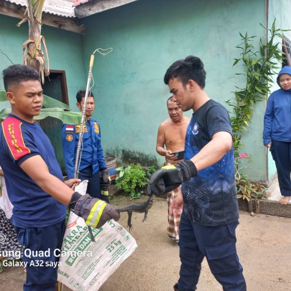 EVAKUASI BIAWAK DI AIR KUBANG NATUNA