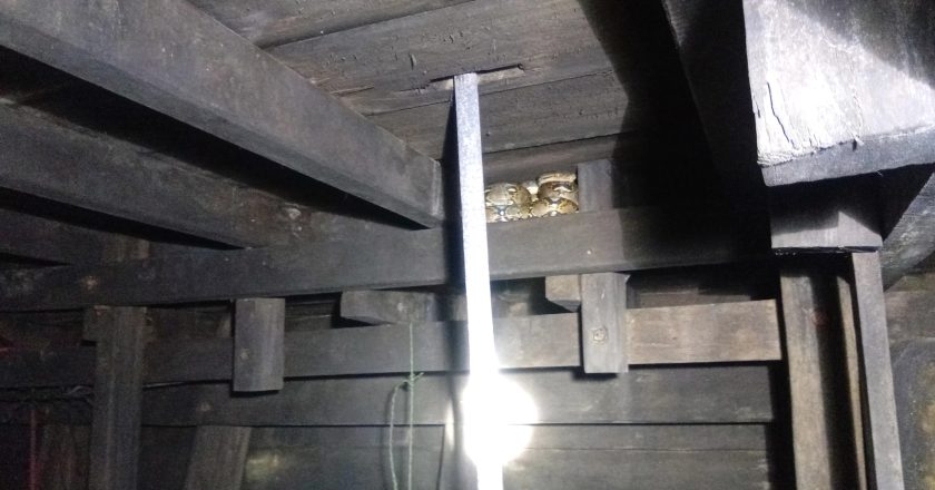EVAKUSI ULAR DI PERING RANAI NATUNA