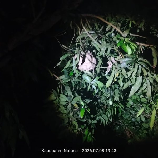 EVAKUSI SARANG TAWON DI TELUK BARUK NATUNA