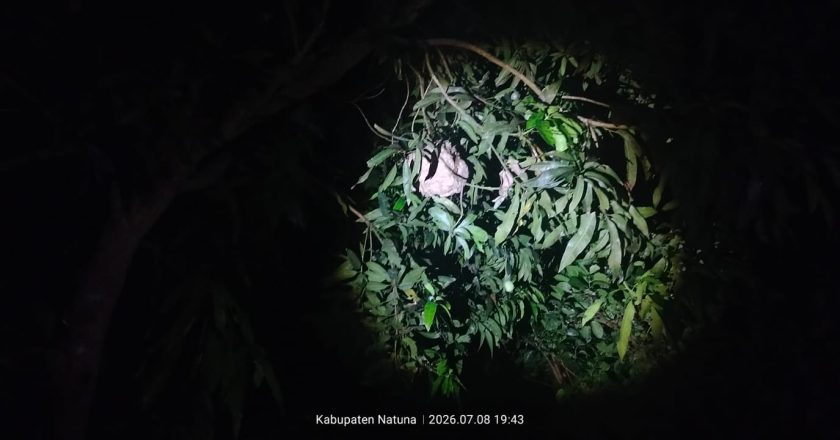 EVAKUSI SARANG TAWON DI TELUK BARUK NATUNA