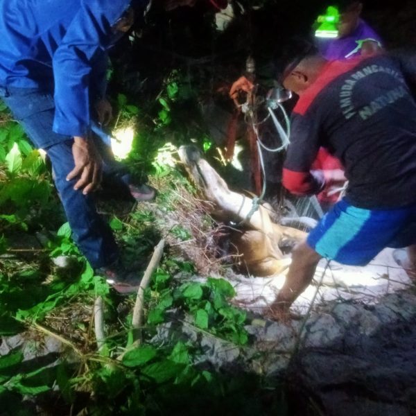 EVAKUASI SAPI MASUK SUMUR DI TELUK BARUK NATUNA