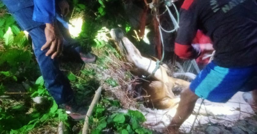 EVAKUASI SAPI MASUK SUMUR DI TELUK BARUK NATUNA